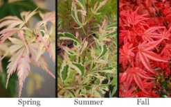 Hana Tsukasa Japanese Maple - 3 Gallon Pot (4-5') 9 Hana Tsukasa Japanese Maple - 3 Gallon Pot (4-5') -Cheap Green Garden Store acer palmatum hana tsukasa japanese maple 1 1