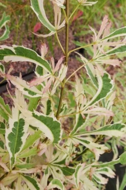 Hana Tsukasa Japanese Maple - 3 Gallon Pot (2-3') 11 Hana Tsukasa Japanese Maple - 3 Gallon Pot (2-3') -Cheap Green Garden Store acer palmatum hana tsukasa japanese maple 3