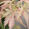 Hana Tsukasa Japanese Maple - 3 Gallon Pot (4-5')