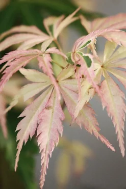Cheap Green Garden Store 28 Hana Tsukasa Japanese Maple - 3 Gallon Pot (4-5')