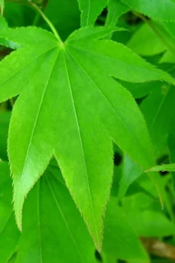 Hogyoku Japanese Maple - 1 Gallon Pot -Cheap Green Garden Store acer palmatum hogyoku japanese maple 4