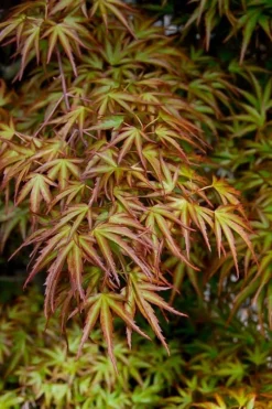 Eagle's Claw Japanese Maple - (Acer Palmatum 'Kamagata') - 3 Gallon Pot -Cheap Green Garden Store acer palmatum kamagata eagles claw japanese maple 2