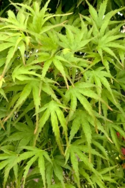 Eagle's Claw Japanese Maple - (Acer Palmatum 'Kamagata') - 3 Gallon Pot -Cheap Green Garden Store acer palmatum kamagata eagles claw japanese maple 3