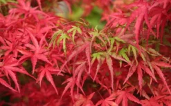 Eagle's Claw Japanese Maple - (Acer Palmatum 'Kamagata') - 3 Gallon Pot -Cheap Green Garden Store acer palmatum kamagata eagles claw japanese maple 4