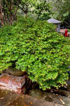 Kiyohime Spreading Japanese Maple - 1 Gallon Pot -Cheap Green Garden Store acer palmatum kiyohime dwarf japanese maple 10