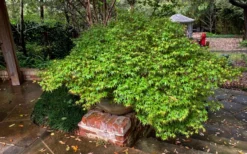 Kiyohime Spreading Japanese Maple - 1 Gallon Pot -Cheap Green Garden Store acer palmatum kiyohime dwarf japanese maple 11