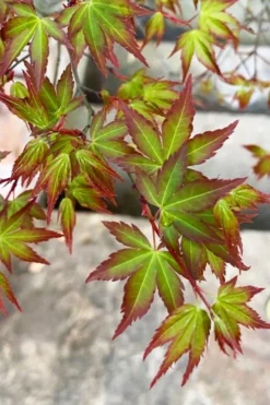 Kiyohime Spreading Japanese Maple - 1 Gallon Pot -Cheap Green Garden Store acer palmatum kiyohime dwarf japanese maple 4