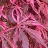 Lileeanne's Jewel Pink Leaf Japanese Maple - 1 Gallon Pot