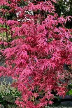 Lileeanne's Jewel Pink Leaf Japanese Maple - 1 Gallon Pot -Cheap Green Garden Store acer palmatum lileeannes jewel 6 1