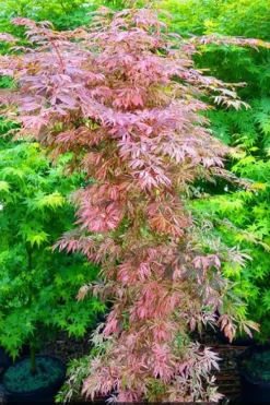 Lileeanne's Jewel Pink Leaf Japanese Maple - 3 Gallon Pot 9 Lileeanne's Jewel Pink Leaf Japanese Maple - 3 Gallon Pot -Cheap Green Garden Store acer palmatum lileeannes jewel 7