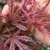 Crescent Moon Japanese Maple (Acer Palmatum 'Mikazuki') - 3 Gallon Pot (3-4')