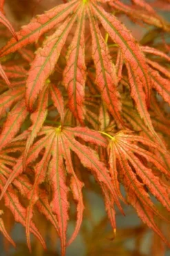 Crescent Moon Japanese Maple (Acer Palmatum 'Mikazuki') - 1 Gallon Pot -Cheap Green Garden Store acer palmatum mikazuki japanese maple 4