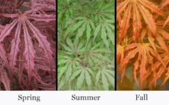 Crescent Moon Japanese Maple (Acer Palmatum 'Mikazuki') - 1 Gallon Pot -Cheap Green Garden Store acer palmatum mikazuki japanese maple 5