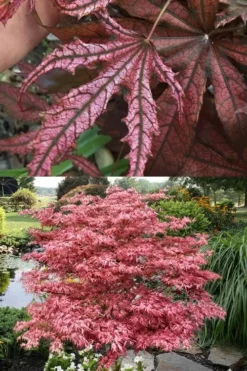 Crescent Moon Japanese Maple (Acer Palmatum 'Mikazuki') - 3 Gallon Pot (3-4') -Cheap Green Garden Store acer palmatum mikazuki japanese maple 8 1