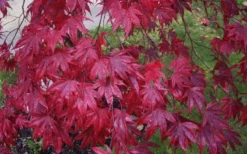 Moonfire Japanese Maple - 5 Gallon Pot -Cheap Green Garden Store acer palmatum moonfire japanese maple 3
