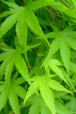 Pine Bark Japanese Maple (Acer Palmatum 'Nishiki Gawa) - 5 Gallon Pot 15 Pine Bark Japanese Maple (Acer Palmatum 'Nishiki Gawa) - 5 Gallon Pot -Cheap Green Garden Store acer palmatum nishiki gawa pine bark japanese maple 4 1