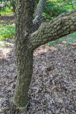 Pine Bark Japanese Maple (Acer Palmatum 'Nishiki Gawa) - 5 Gallon Pot 12 Pine Bark Japanese Maple (Acer Palmatum 'Nishiki Gawa) - 5 Gallon Pot -Cheap Green Garden Store acer palmatum nishiki gawa pine bark japanese maple 8 1