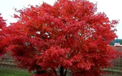 Pine Bark Japanese Maple (Acer Palmatum 'Nishiki Gawa) - 5 Gallon Pot 14 Pine Bark Japanese Maple (Acer Palmatum 'Nishiki Gawa) - 5 Gallon Pot -Cheap Green Garden Store acer palmatum nishiki gawa pine bark japanese maple 9 1