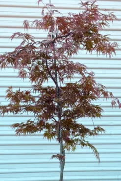 'Orangeola' Weeping Japanese Maple - Spiral Trunk - 3 Gallon Pot -Cheap Green Garden Store acer palmatum orangeola spiral trunk japanese maple 1