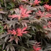 Orion Dwarf Red Japanese Maple - 1 Gallon Pot