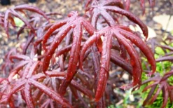 Peve's Starfish Japanese Maple - 3 Gallon Pot 20 Peve's Starfish Japanese Maple - 3 Gallon Pot -Cheap Green Garden Store acer palmatum peves starfish japanese maple 10