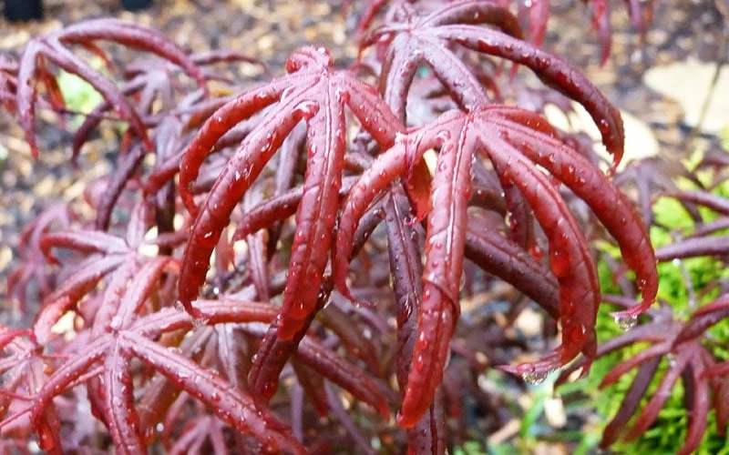 Peve's Starfish Japanese Maple - 3 Gallon Pot 10 Peve's Starfish Japanese Maple - 3 Gallon Pot - Image 10