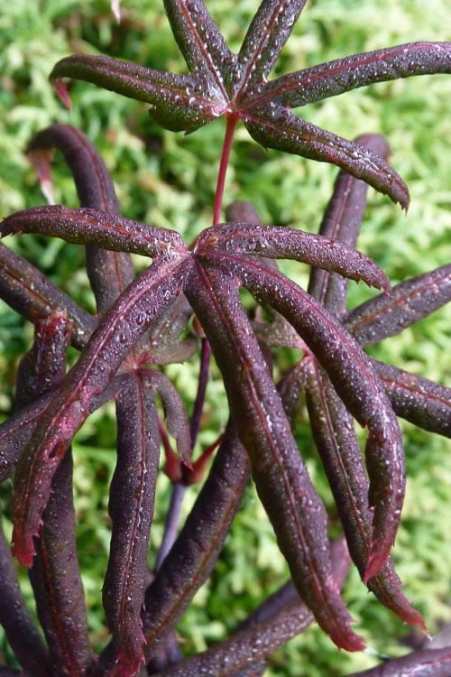 Peve's Starfish Japanese Maple - 3 Gallon Pot 1 Peve's Starfish Japanese Maple - 3 Gallon Pot