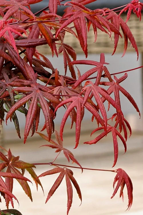 Peve's Starfish Japanese Maple - 3 Gallon Pot 11 Peve's Starfish Japanese Maple - 3 Gallon Pot - Image 11