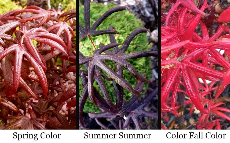 Peve's Starfish Japanese Maple - 3 Gallon Pot 5 Peve's Starfish Japanese Maple - 3 Gallon Pot - Image 5