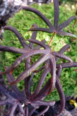 Peve's Starfish Japanese Maple - 3 Gallon Pot 17 Peve's Starfish Japanese Maple - 3 Gallon Pot -Cheap Green Garden Store acer palmatum peves starfish japanese maple 3