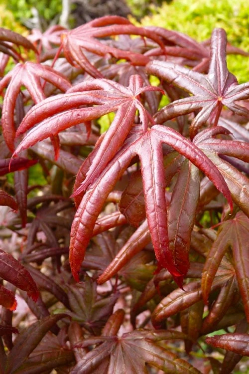 Peve's Starfish Japanese Maple - 3 Gallon Pot 6 Peve's Starfish Japanese Maple - 3 Gallon Pot - Image 6