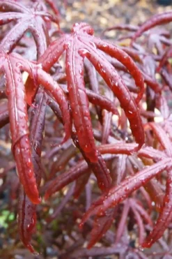Peve's Starfish Japanese Maple - 3 Gallon Pot 19 Peve's Starfish Japanese Maple - 3 Gallon Pot -Cheap Green Garden Store acer palmatum peves starfish japanese maple 9