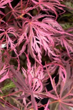 Pink Ballerina Japanese Maple - 5 Gallon Pot -Cheap Green Garden Store acer palmatum pink ballerina 3 1