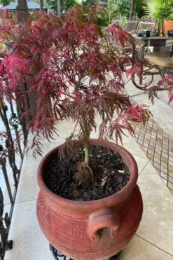 Pink Ballerina Japanese Maple - 2 Gallon Pot -Cheap Green Garden Store acer palmatum pink ballerina japanese maple 4