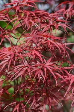 Red Pygmy Japanese Maple - 3 Gallon Pot -Cheap Green Garden Store acer palmatum red pygmy japanese maple 10