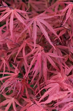 Red Pygmy Japanese Maple - 3 Gallon Pot -Cheap Green Garden Store acer palmatum red pygmy japanese maple 2