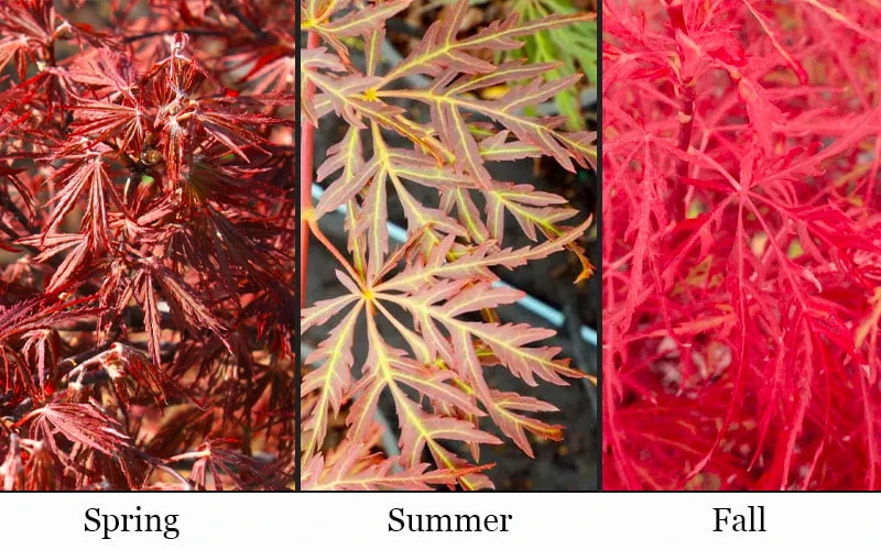 Scarlet Princess Dwarf Japanese Maple - 3 Gallon Pot 4 Scarlet Princess Dwarf Japanese Maple - 3 Gallon Pot - Image 4