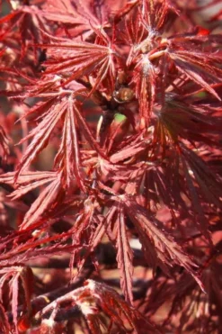 Scarlet Princess Dwarf Japanese Maple - 3 Gallon Pot 9 Scarlet Princess Dwarf Japanese Maple - 3 Gallon Pot -Cheap Green Garden Store acer palmatum scarlet princess 3
