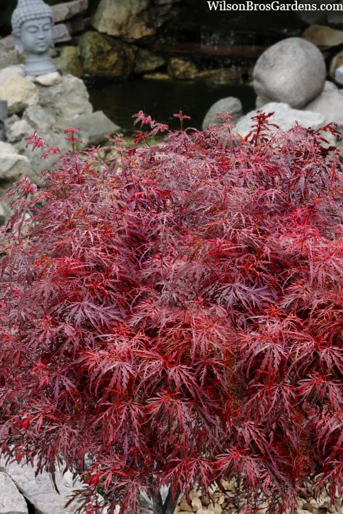 Scarlet Princess Dwarf Japanese Maple - 3 Gallon Pot 1 Scarlet Princess Dwarf Japanese Maple - 3 Gallon Pot