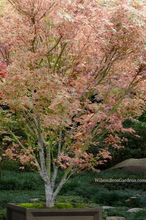 Beni Schichihenge Japanese Maple - 5 Gallon Pot 1 Beni Schichihenge Japanese Maple - 5 Gallon Pot
