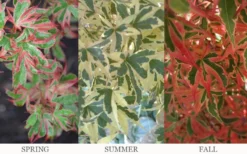 Beni Schichihenge Japanese Maple - 5 Gallon Pot 9 Beni Schichihenge Japanese Maple - 5 Gallon Pot -Cheap Green Garden Store acer palmatum schichihenge japanese maple 3