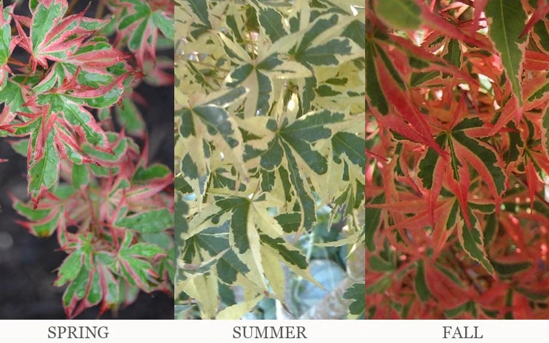 Beni Schichihenge Japanese Maple - 5 Gallon Pot 5 Beni Schichihenge Japanese Maple - 5 Gallon Pot - Image 5