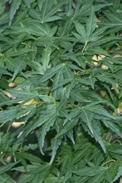 Seiun Kaku Japanese Maple - 3 Gallon Pot -Cheap Green Garden Store acer palmatum seiun kaku japanese maple 11