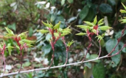 Seiun Kaku Japanese Maple - 3 Gallon Pot -Cheap Green Garden Store acer palmatum seiun kaku japanese maple 3