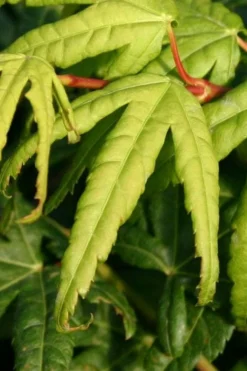 Seiun Kaku Japanese Maple - 3 Gallon Pot -Cheap Green Garden Store acer palmatum seiun kaku japanese maple 6