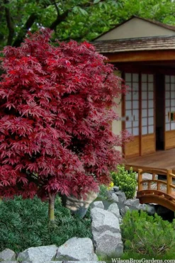 Shaina Dwarf Red Japanese Maple - 2 Gallon Pot -Cheap Green Garden Store acer palmatum shaina japanese maple 11 2