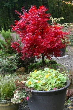 Shaina Dwarf Red Japanese Maple - 2 Gallon Pot -Cheap Green Garden Store acer palmatum shaina japanese maple 12 2