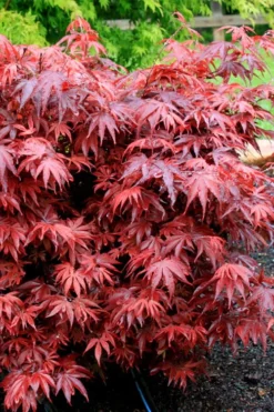 Shaina Dwarf Red Japanese Maple (Single Trunk / Standard) - 3 Gallon Pot 8 Shaina Dwarf Red Japanese Maple (Single Trunk / Standard) - 3 Gallon Pot -Cheap Green Garden Store acer palmatum shaina japanese maple 7 1