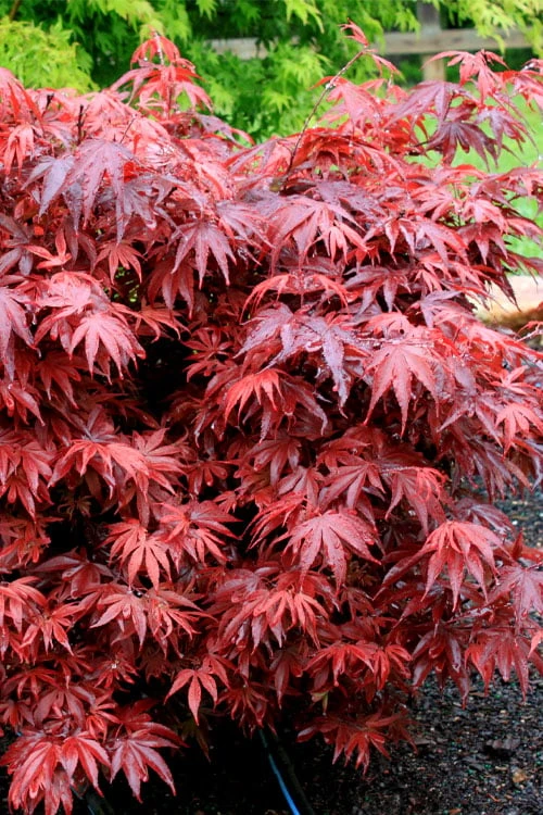 Shaina Dwarf Red Japanese Maple (Single Trunk / Standard) - 3 Gallon Pot 4 Shaina Dwarf Red Japanese Maple (Single Trunk / Standard) - 3 Gallon Pot - Image 4