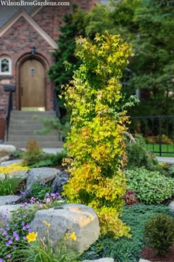 Skyscraper Columnar Japanese Maple - 1 Gallon Pot -Cheap Green Garden Store acer palmatum skyscraper japanese maple 4